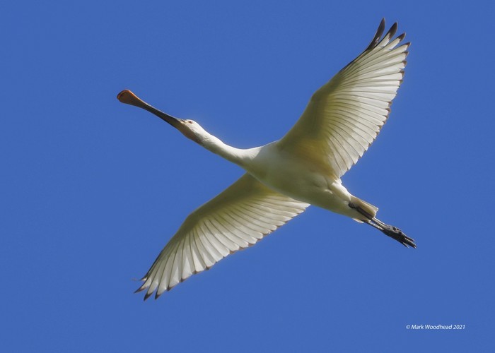 Spoonbill