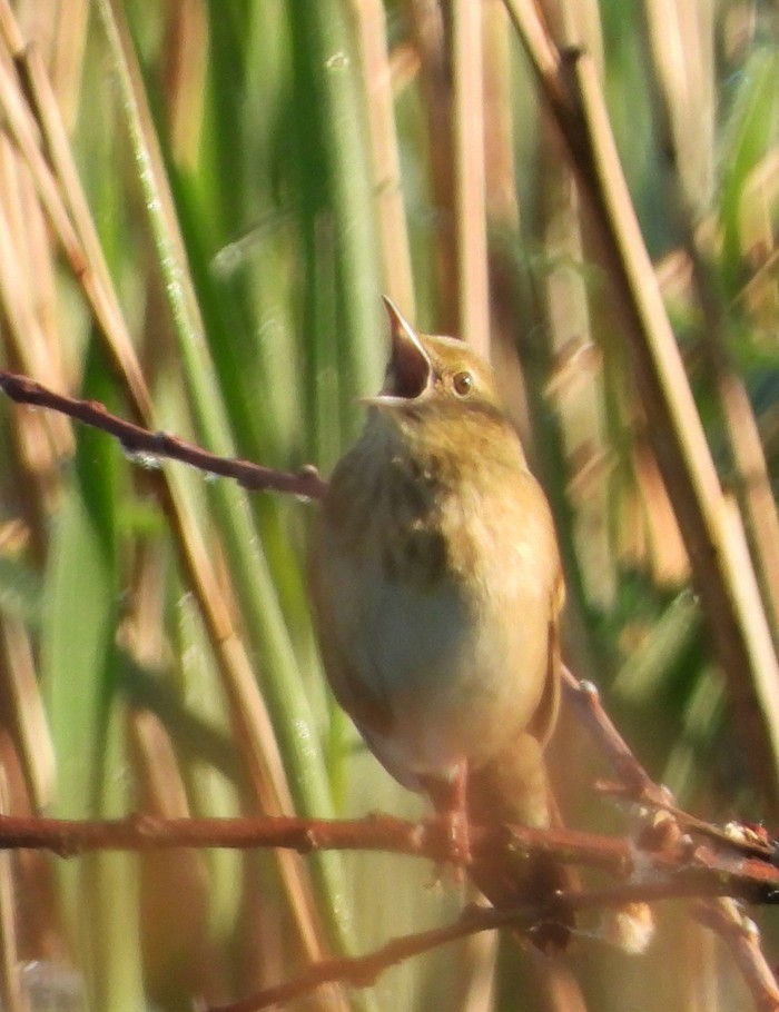 River Warbler