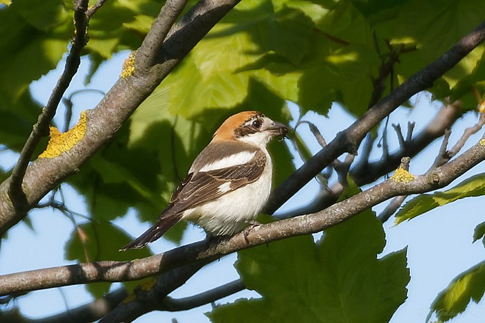 Woodchat Shrike