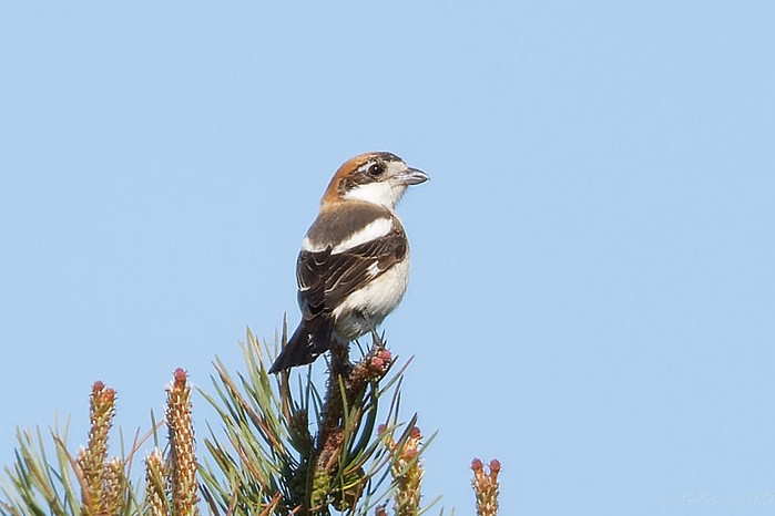 Woodchat Shrike