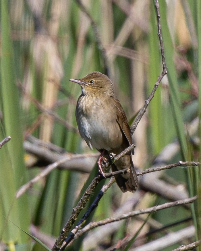 River Warbler