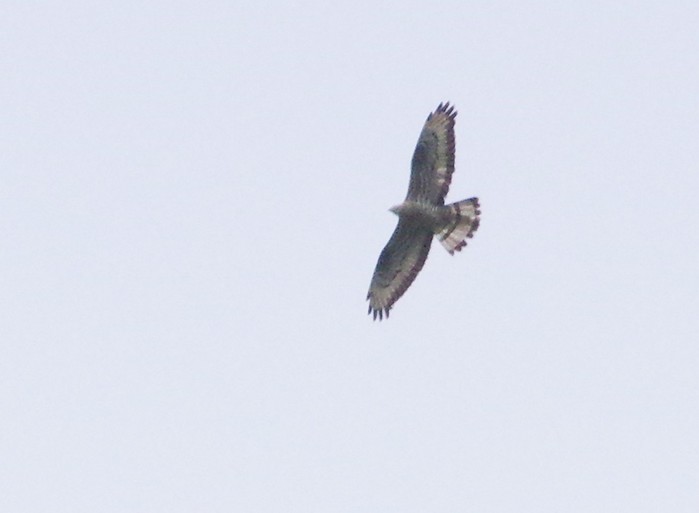 Honey Buzzard