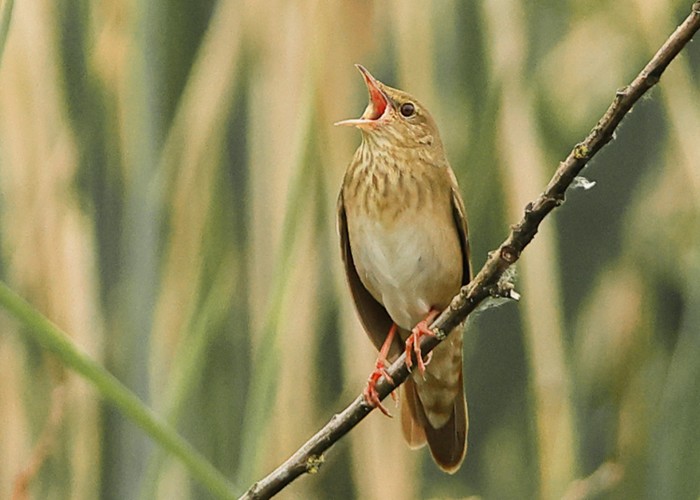 River Warbler