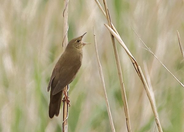 River Warbler