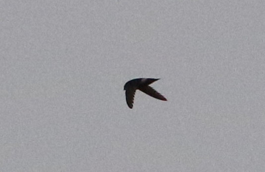 Little Swift