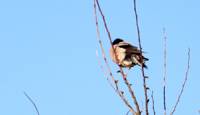 Rose-coloured Starling
