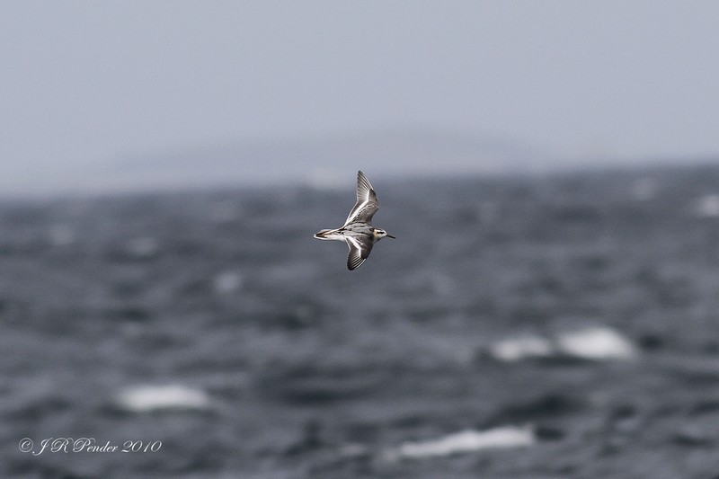 Grey Phalarope