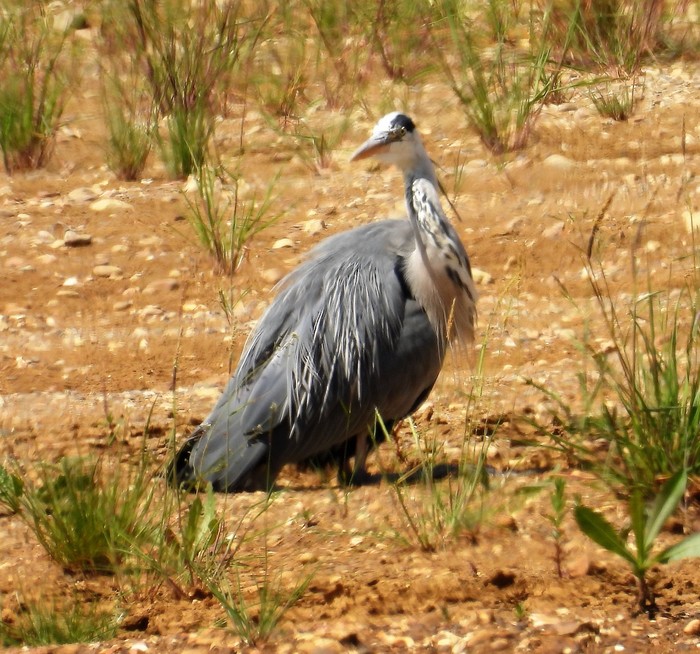 Grey Heron