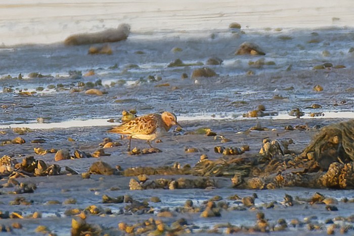 Red-necked Stint