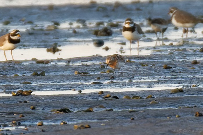 Red-necked Stint
