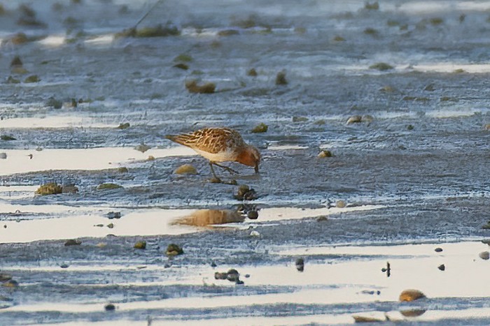 Red-necked Stint
