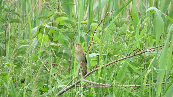 River Warbler