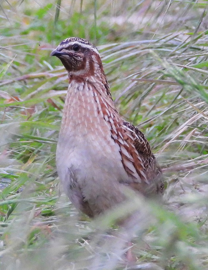 Quail 