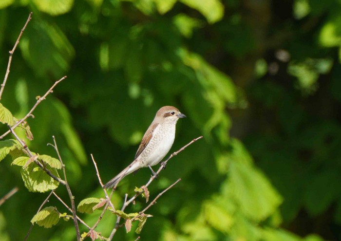 Red-backed Shrike