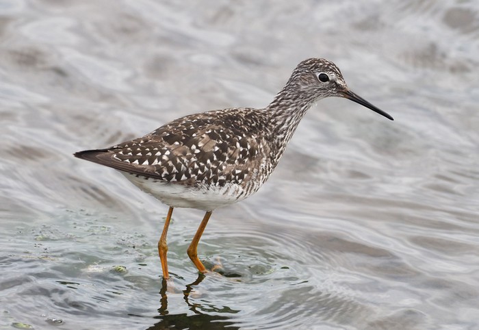 Lesser Yellowlegs