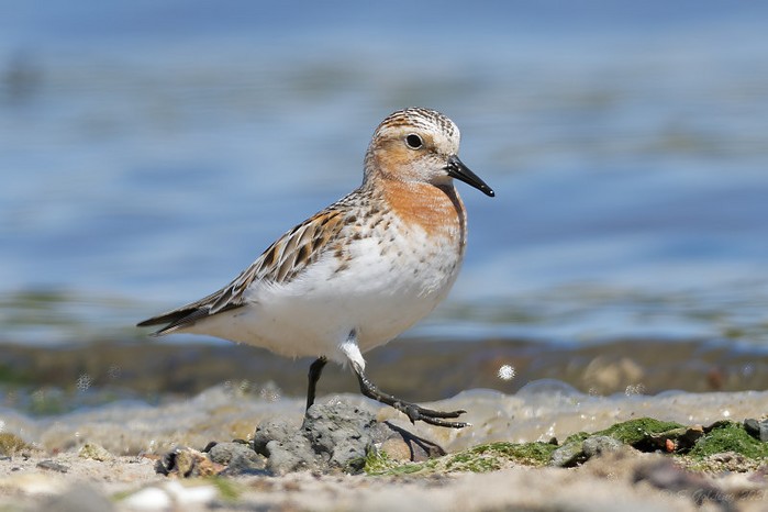 Red-necked Stint