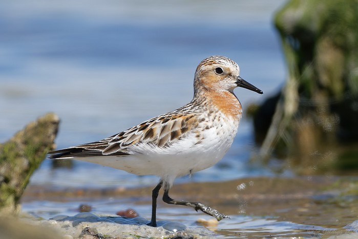 Red-necked Stint