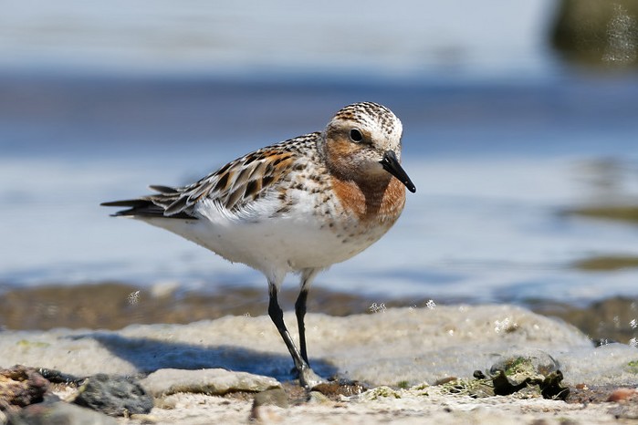 Red-necked Stint