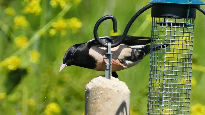 Rose-coloured Starling