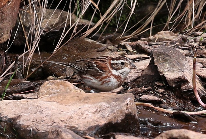 Rustic Bunting