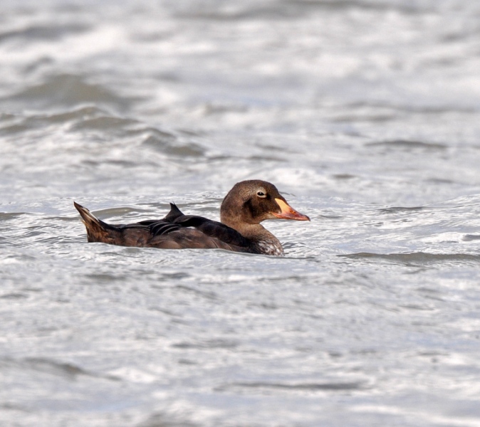 King Eider