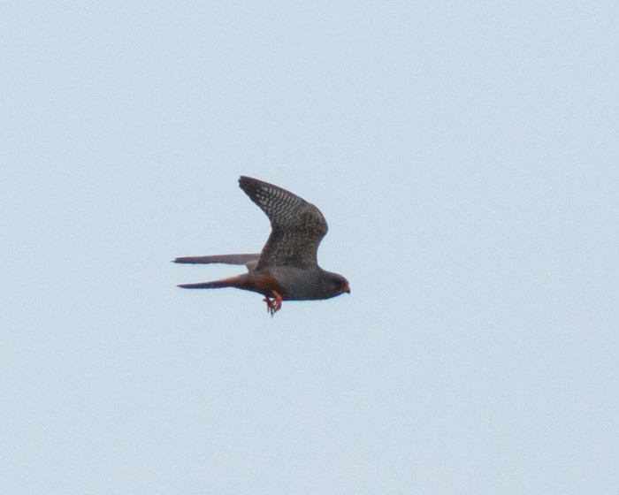Red-footed Falcon