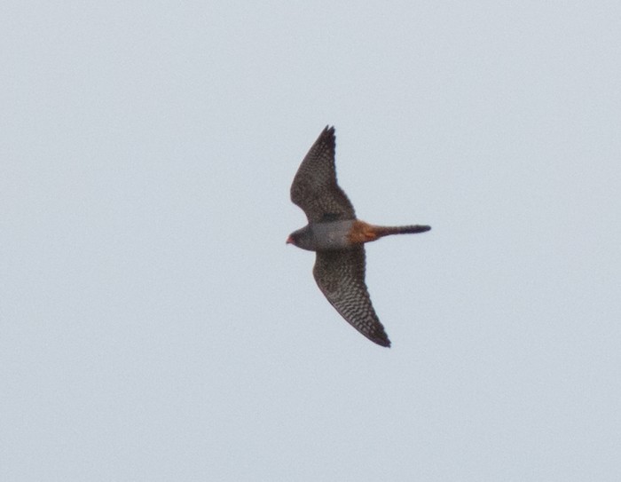 Red-footed Falcon