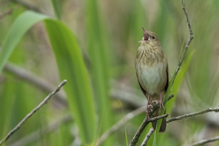 River Warbler