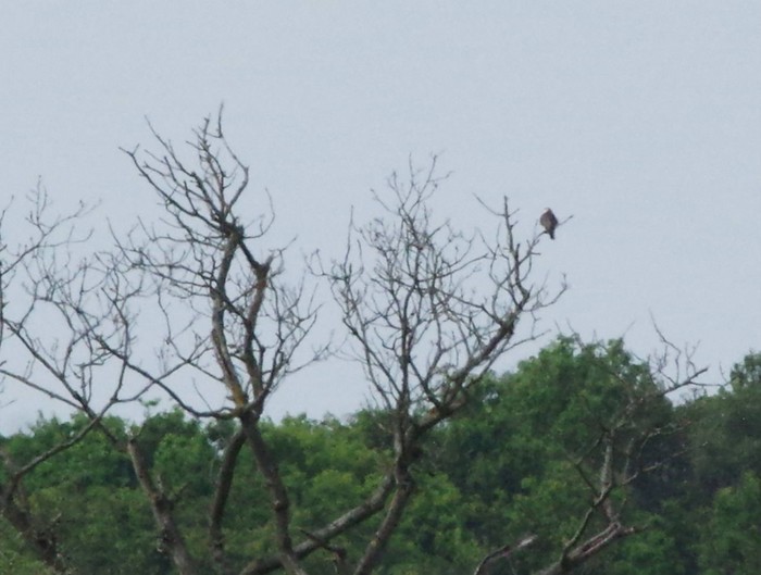 Red-footed Falcon