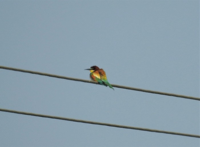 Bee-eater