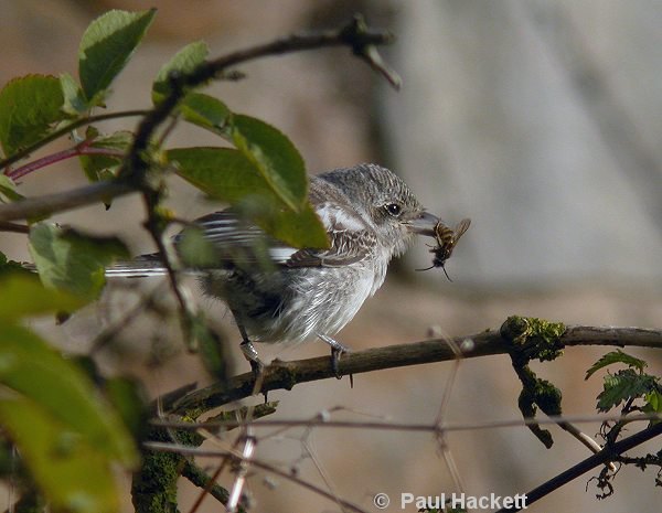 Masked Shrike