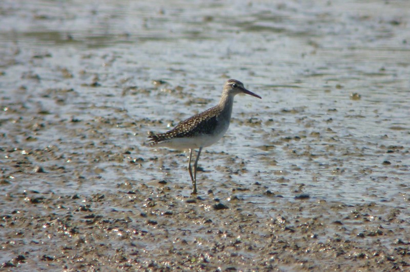 Wood Sandpiper