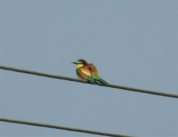 Bee-eater