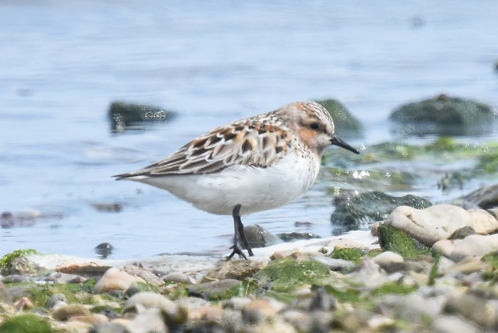 Red-necked Stint