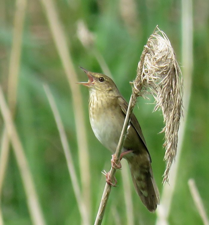 River Warbler