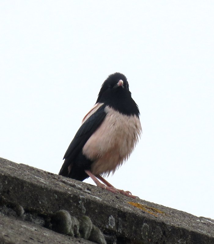 Rose-coloured Starling