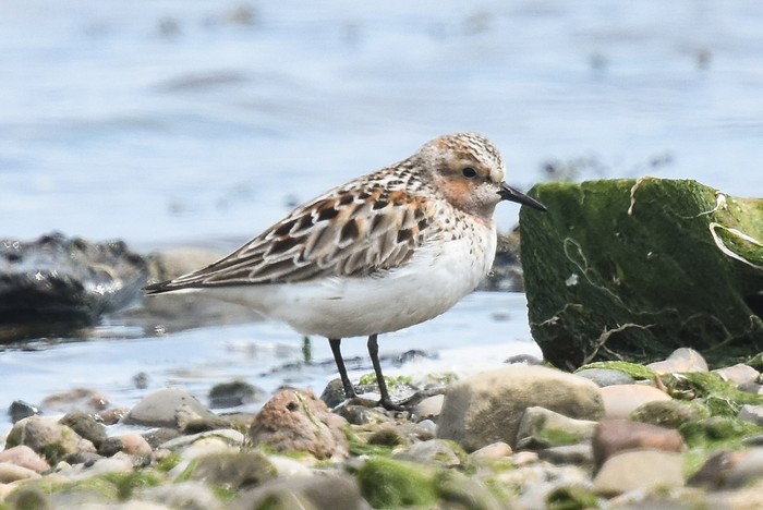 Red-necked Stint