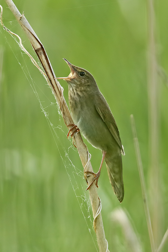 River Warbler