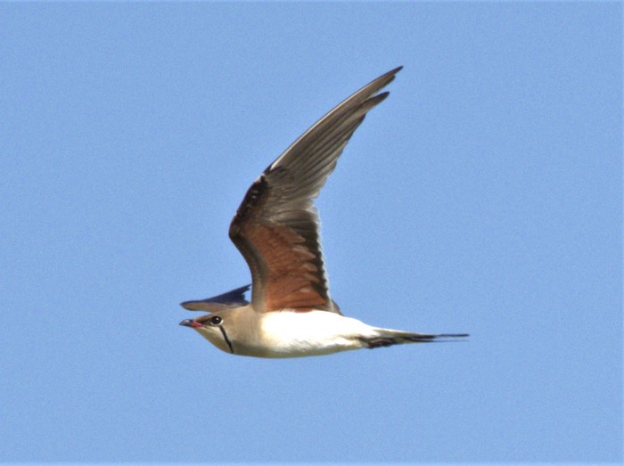 Collared Pratincole