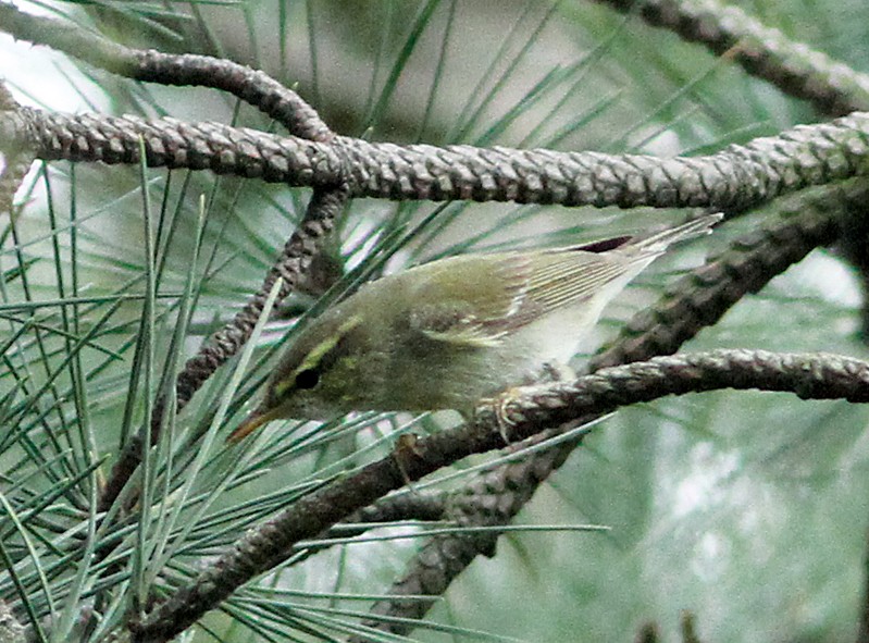 Arctic Warbler