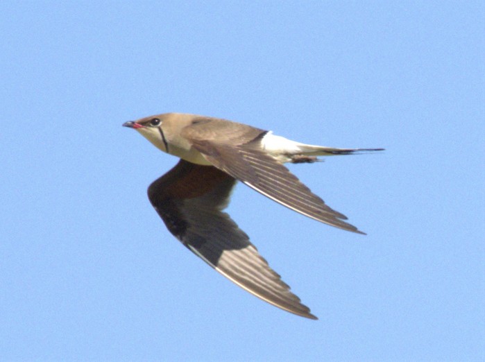 Collared Pratincole