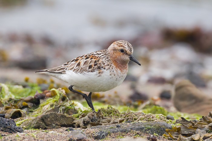 Red-necked Stint