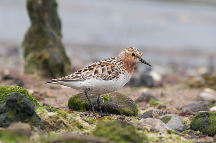 Red-necked Stint