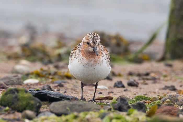 Red-necked Stint