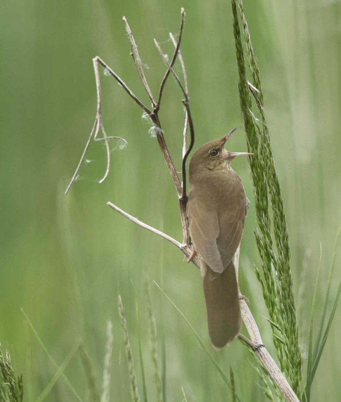 River Warbler