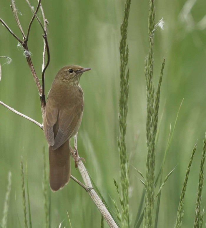 River Warbler