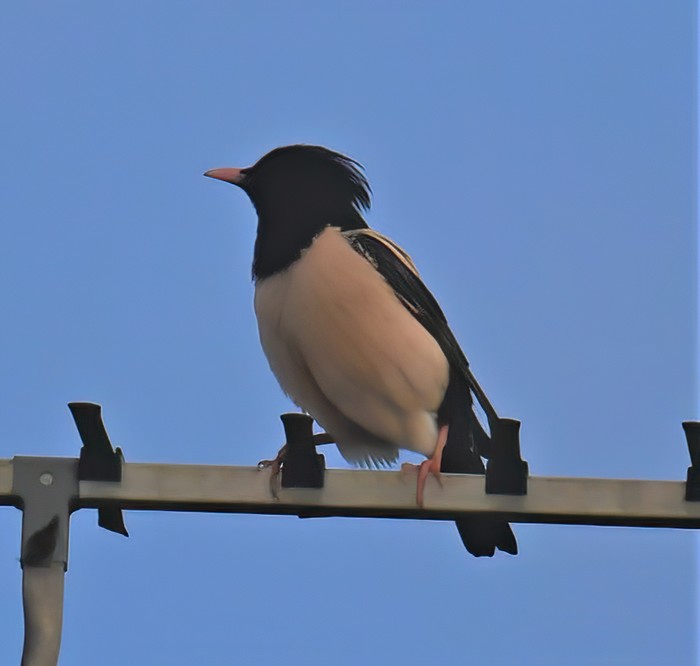 Rose-coloured Starling