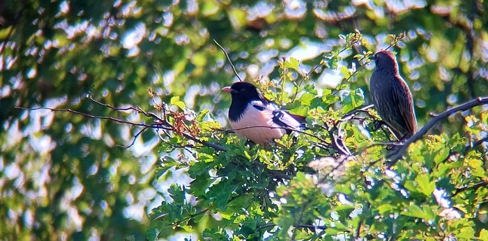 Rose-coloured Starling