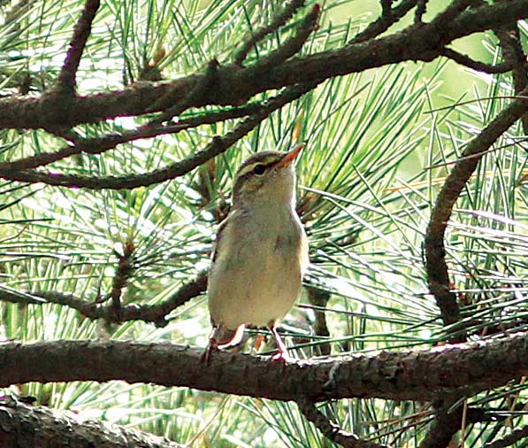 Arctic Warbler