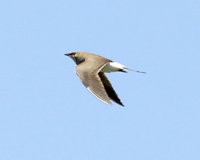 Collared Pratincole